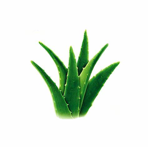 dolphin-cosmetics-botanical-aloe-vera-leaf-extract